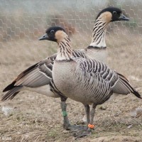 Hawaiian Goose